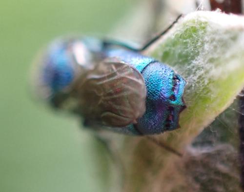 Trichrysis cyanea